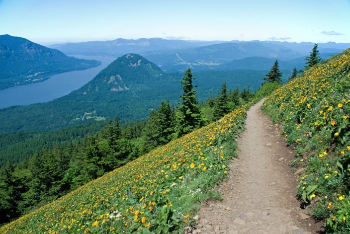 wildflower viewing