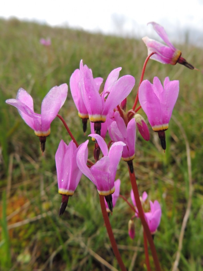 wildflower mima mound