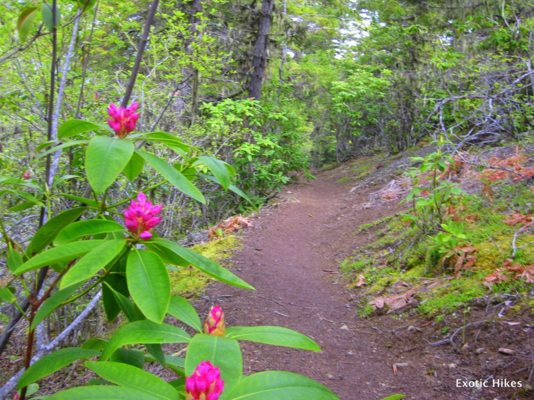 wildflowers washingotn