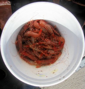 hood canal spot shrimp