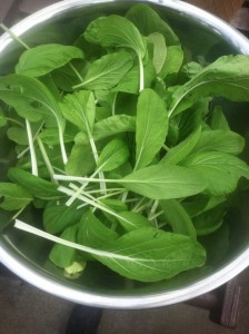 aquaponics in prisons