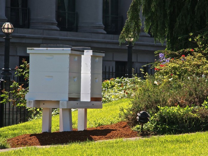 capitol campus bees bees public land
