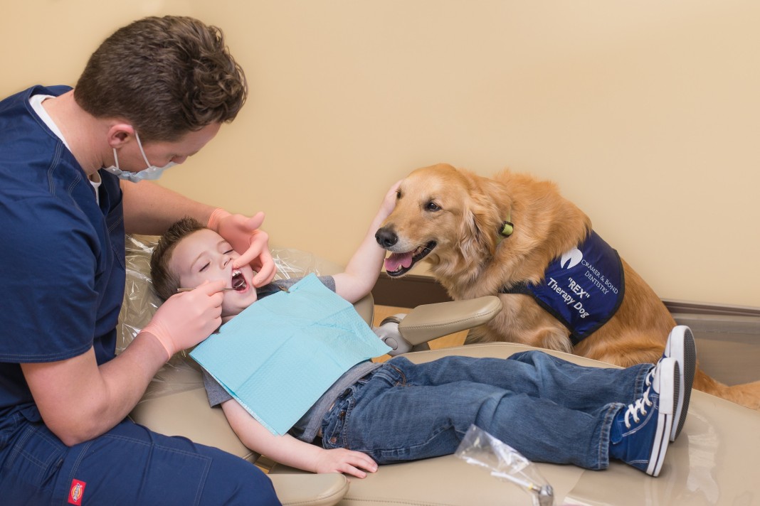 therapy dog dentist