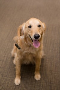 therapy dog dentist