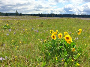 Wildflower blooms at Thurston's County Glacial Heritage Preserve. Credit: Carola Tejeda 