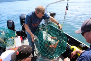 hood canal shrimp