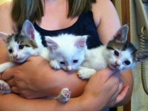 Animals from big to small are treated at Chambers Prairie Veterinary Hospital.  Photo courtesy: Chambers Prairie Veterinary Hospital.