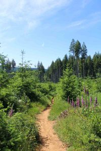 mountain bike capitol forest