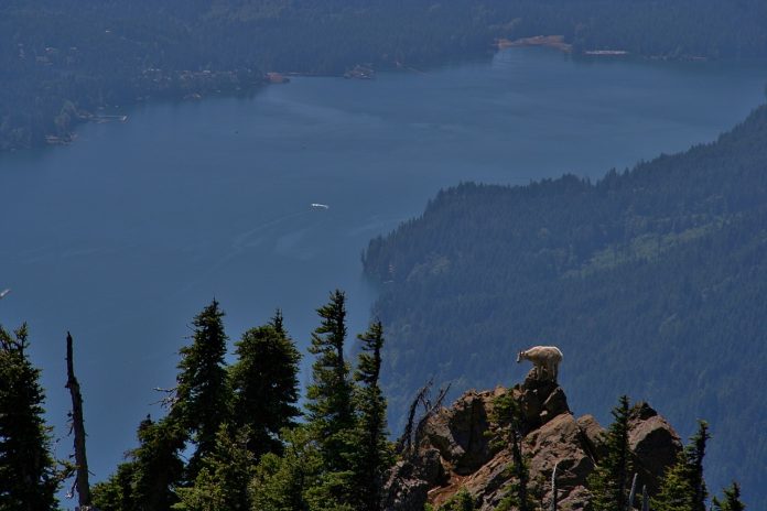 lake cushman