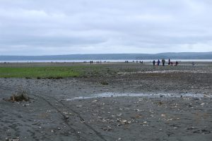 shellfish hood canal