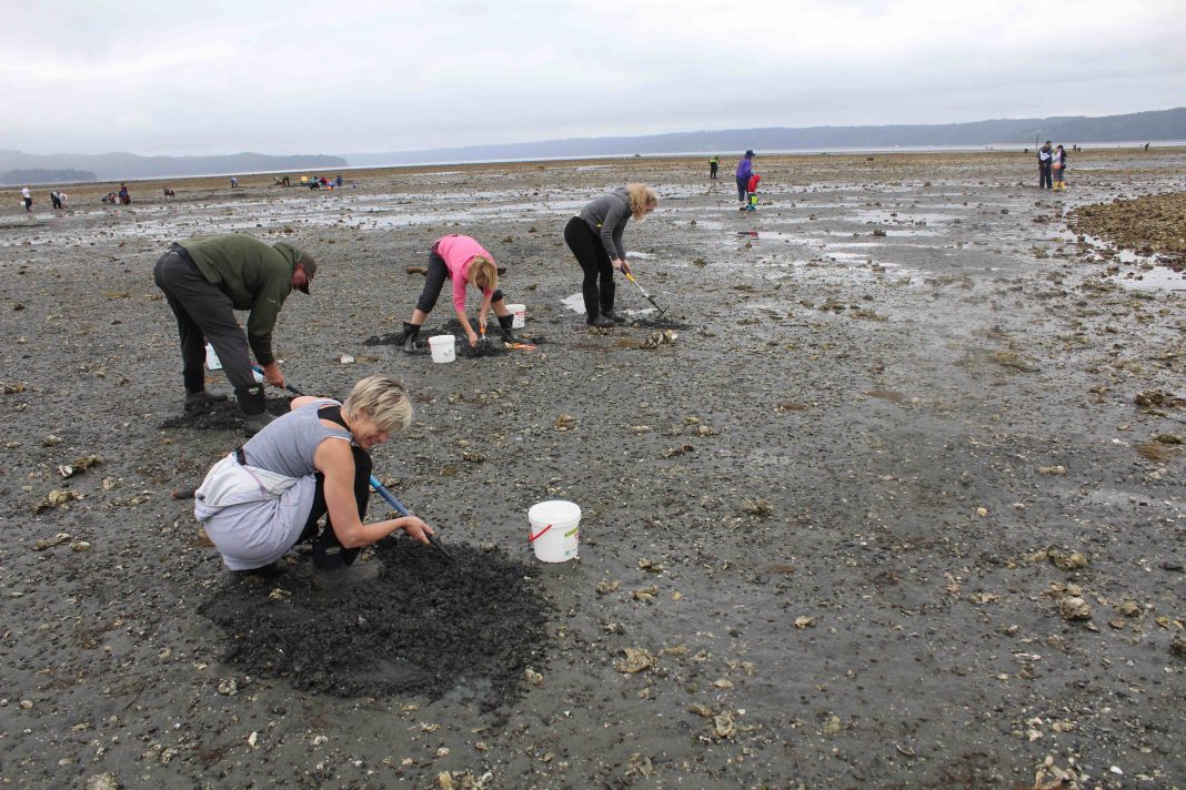 hood canal shellfish