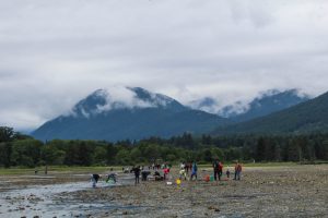 hood canal clamming