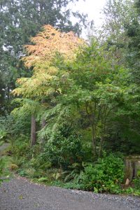 Enjoy browsing a full collection of native plants throughout the home's extensive gardens. Photo courtesy: Native Plant Salvage