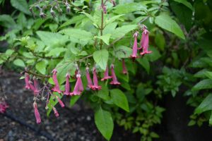 Photo courtesy: Native Plant Salvage