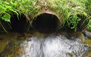 black lake salmon restoration