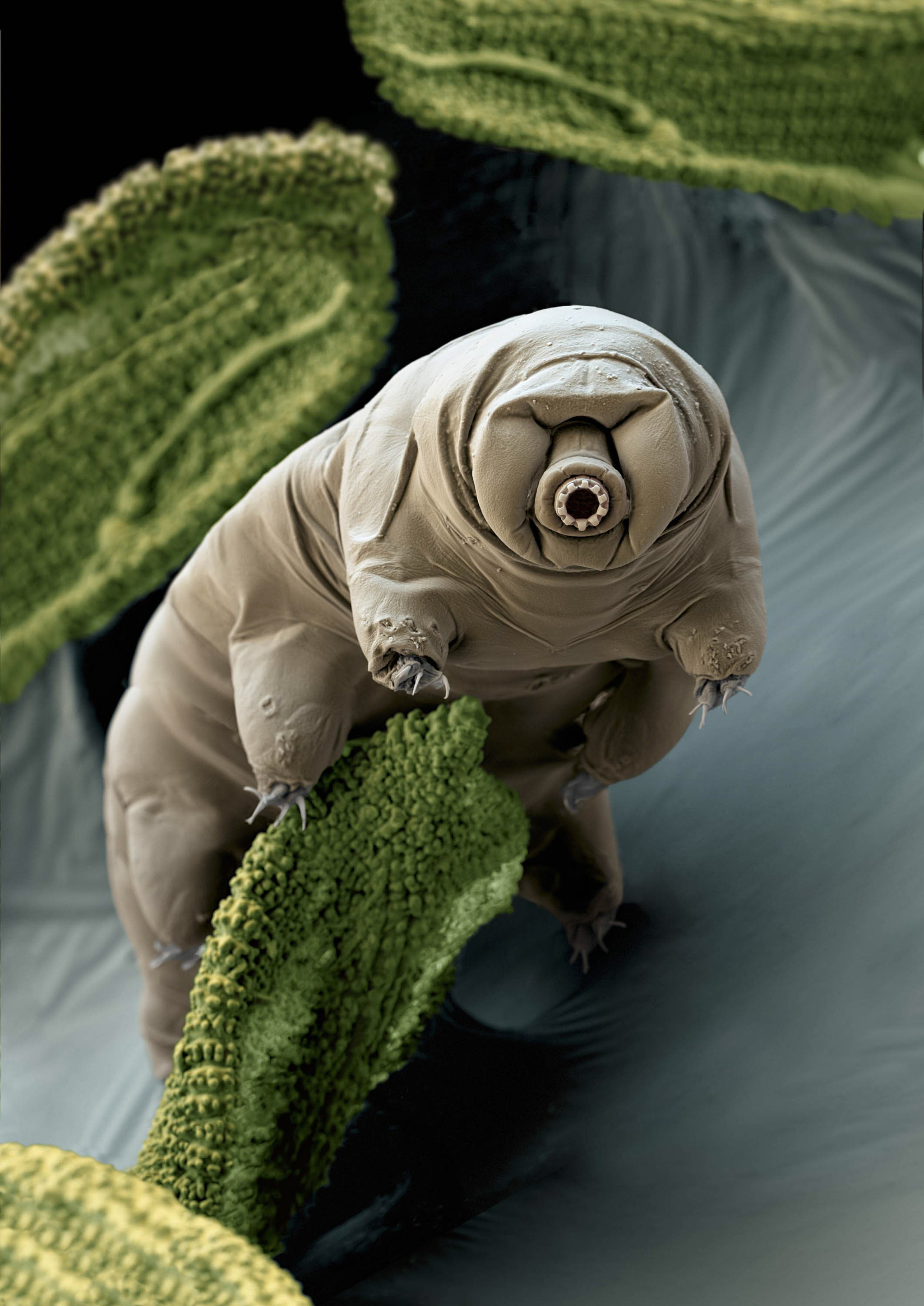 tardigrade2.jpg