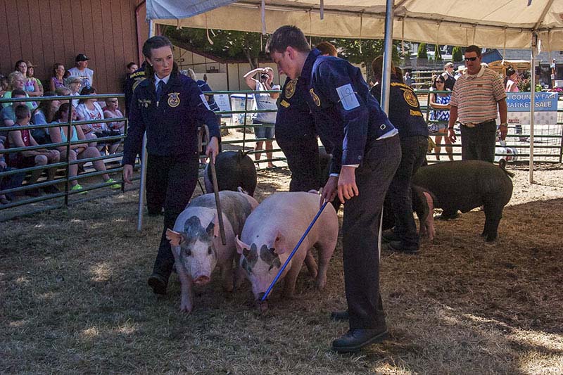 People Make the Thurston County Fair Shine ThurstonTalk