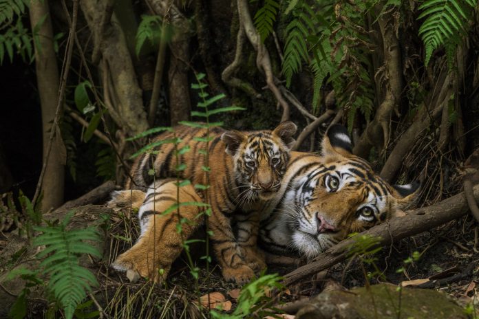 tigers washington center washington center season