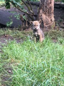 wolf haven pups