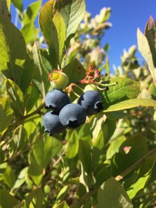 blueberry farm