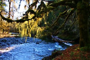 picnic hood canal