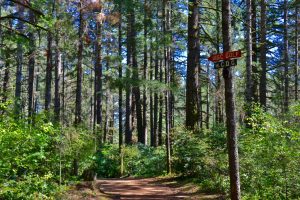 shelton springs disc golf