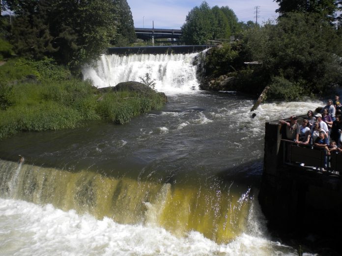 tumwater falls park salmon migrating olympia