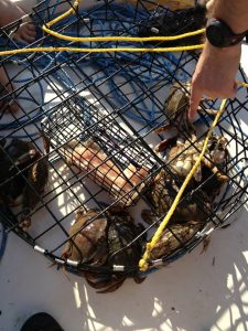 hood canal crabbing