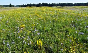 Spring at Thurston's County's Glacial Heritage Preserve. Credit: Adam Martin.