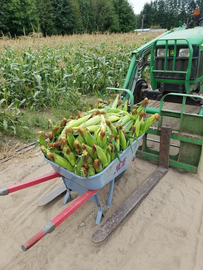 rutledge corn maze