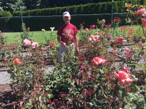 rose garden olympia