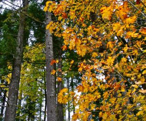 fall hikes