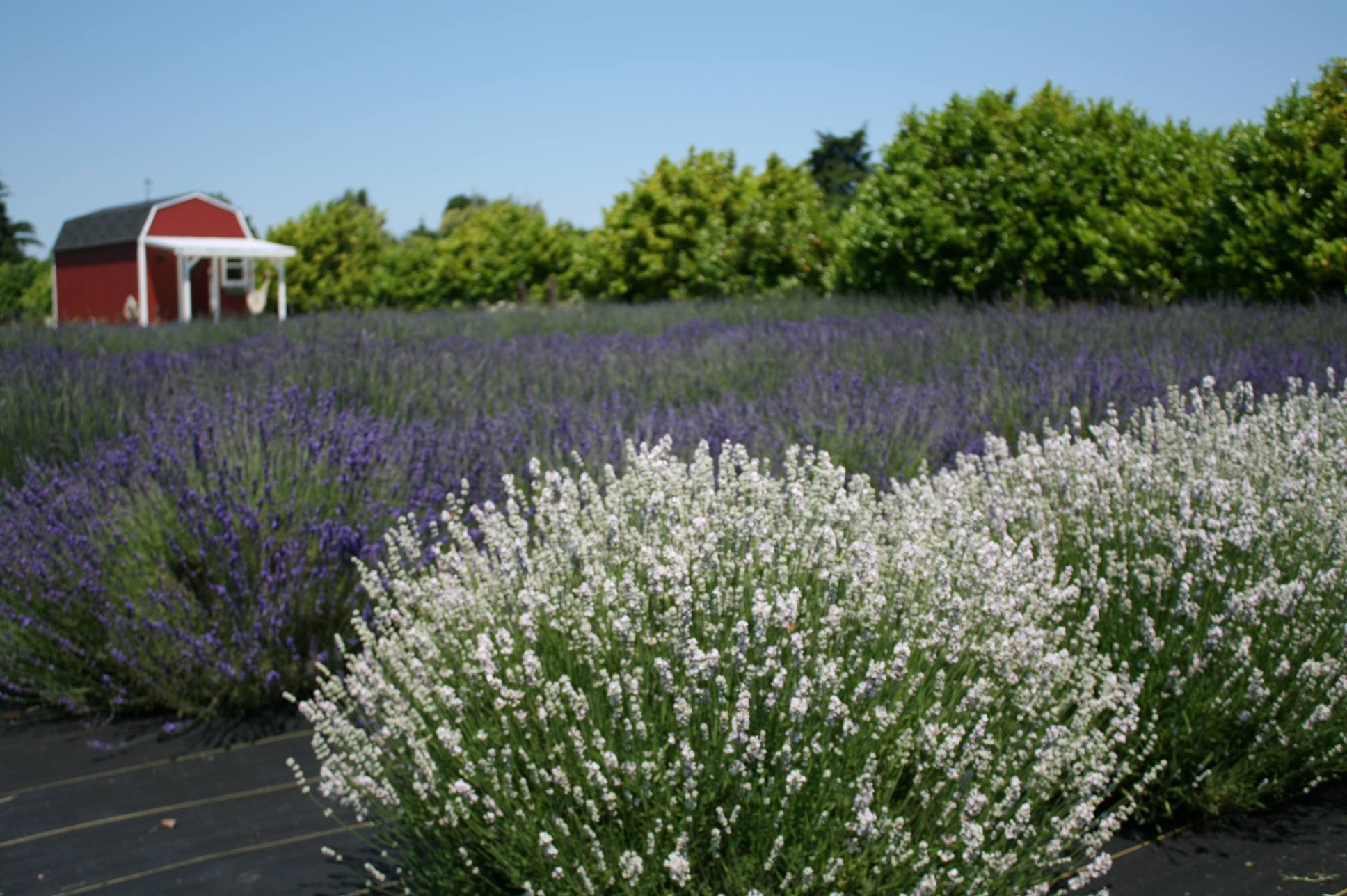 Fall Lavender Plant Sale ThurstonTalk