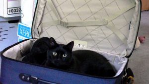 olympia pet emergency