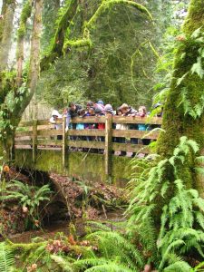 kennedy creek salmon trail