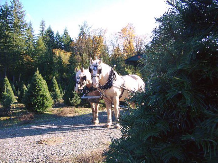 Christmas tree farms