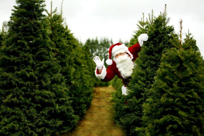 Christmas Tree Farms