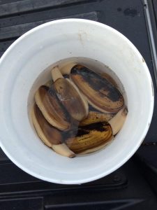 razor clam dig