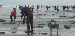 razor clam dig