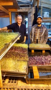 microgreens olympia