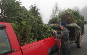 christmas tree recycling