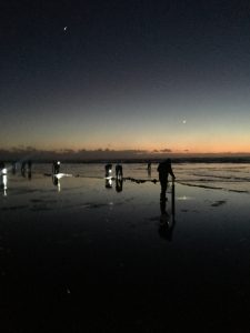 razor clam