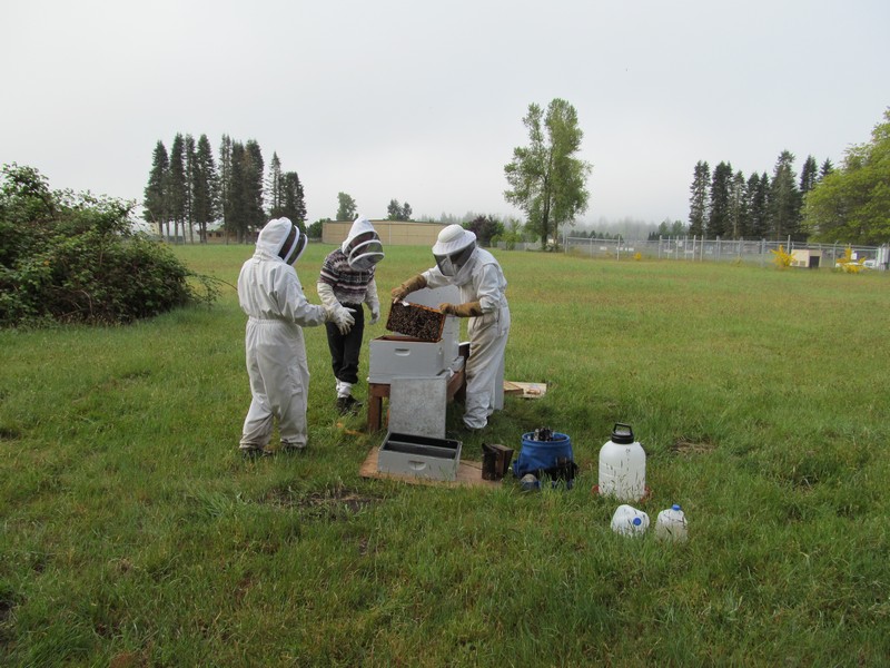 The Olympia Beekeepers Association Oba