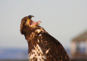 nisqually wildlife refuge