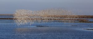 nisqually wildlife refuge