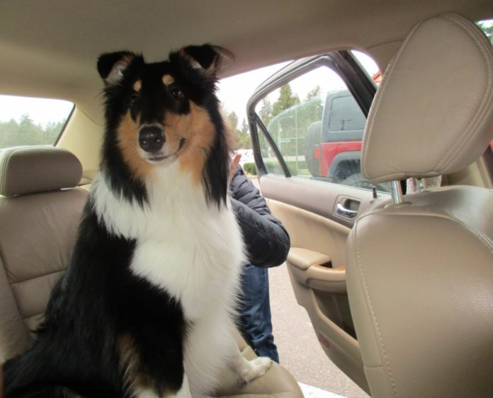 158a53347d5f9e---DogFriendlyTravelReilleyInCar dog friendly