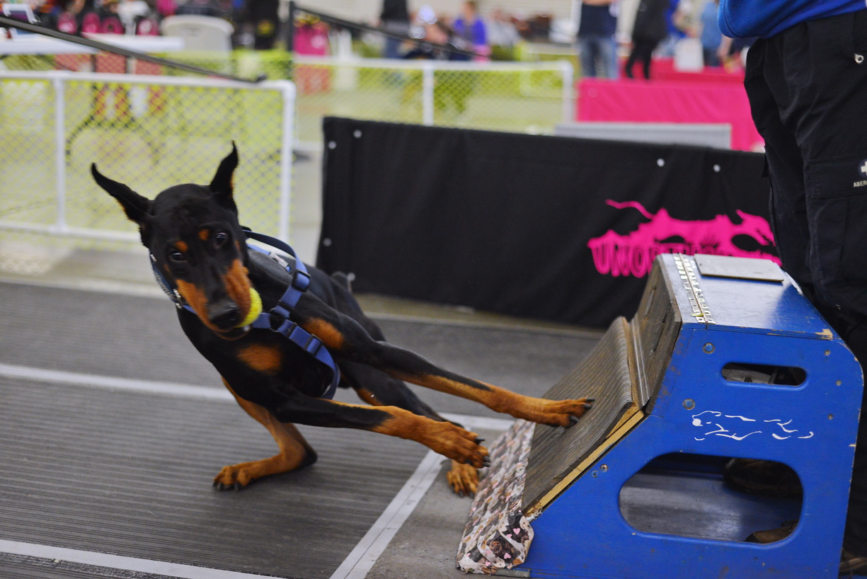 Flyball is a Fast, Fur-Flying Fun Time For You And Your ...