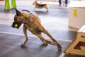 flyball puget hounds