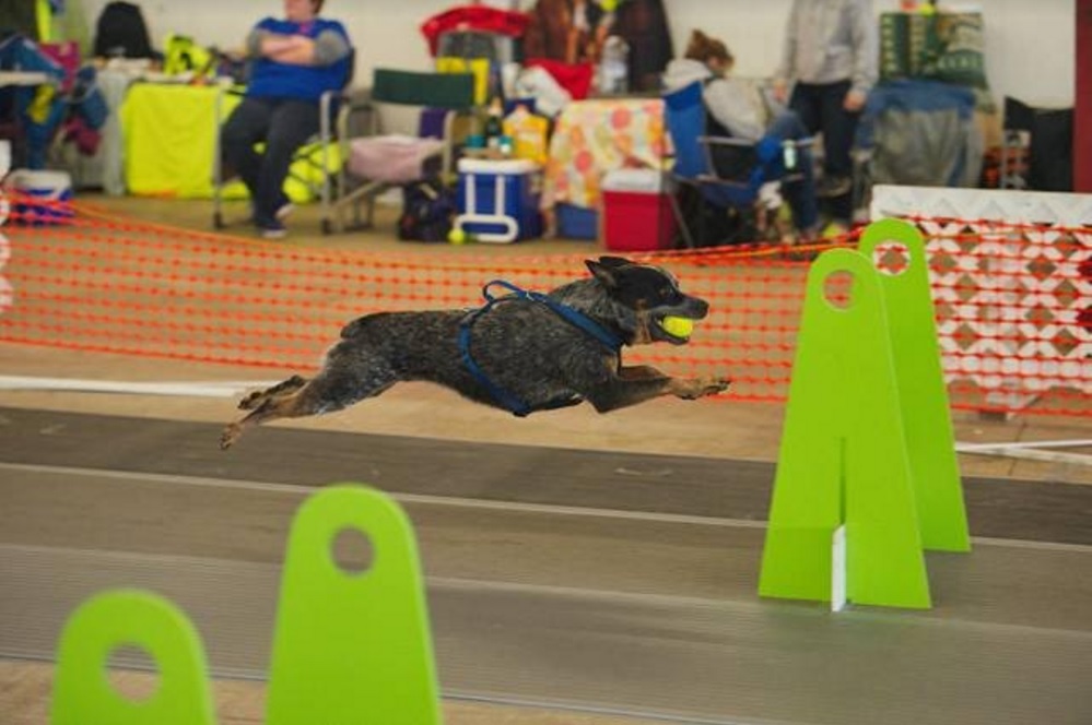 flyball puget hounds