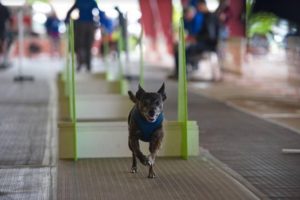 flyball puget hounds